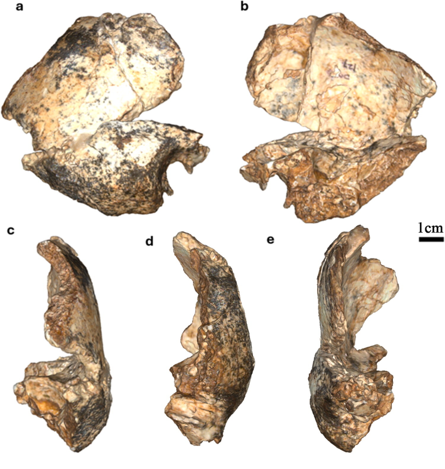 Fragmentary as it is, this partial temporal bone from the base of the skull, and associated bones are the proof on Homo erectus presence in South Africa 2 million years ago Fragmentary as it is, this partial temporal bone from the base of the skull, and associated bones are the proof on Homo erectus presence in South Africa 2 million years ago