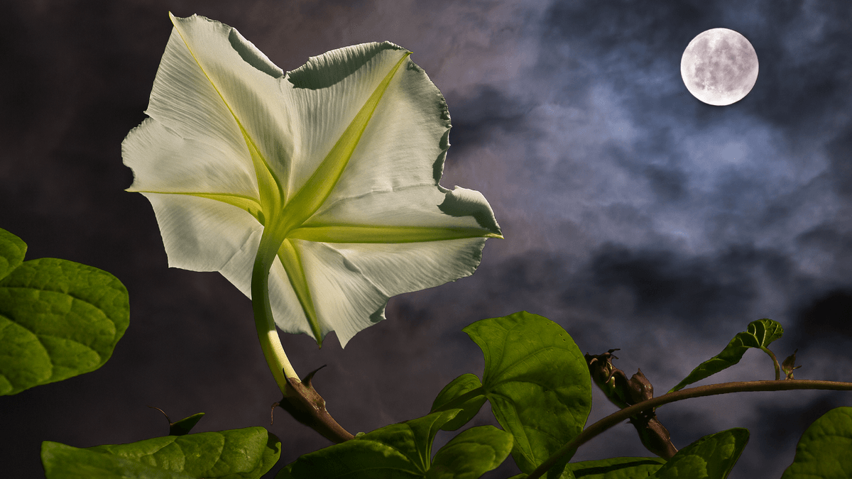 Plants Need To Sun To Make Energy. So What Happens When It's Cloudy, And Are There Any Plants That Can Photosynthesize By Moonlight?