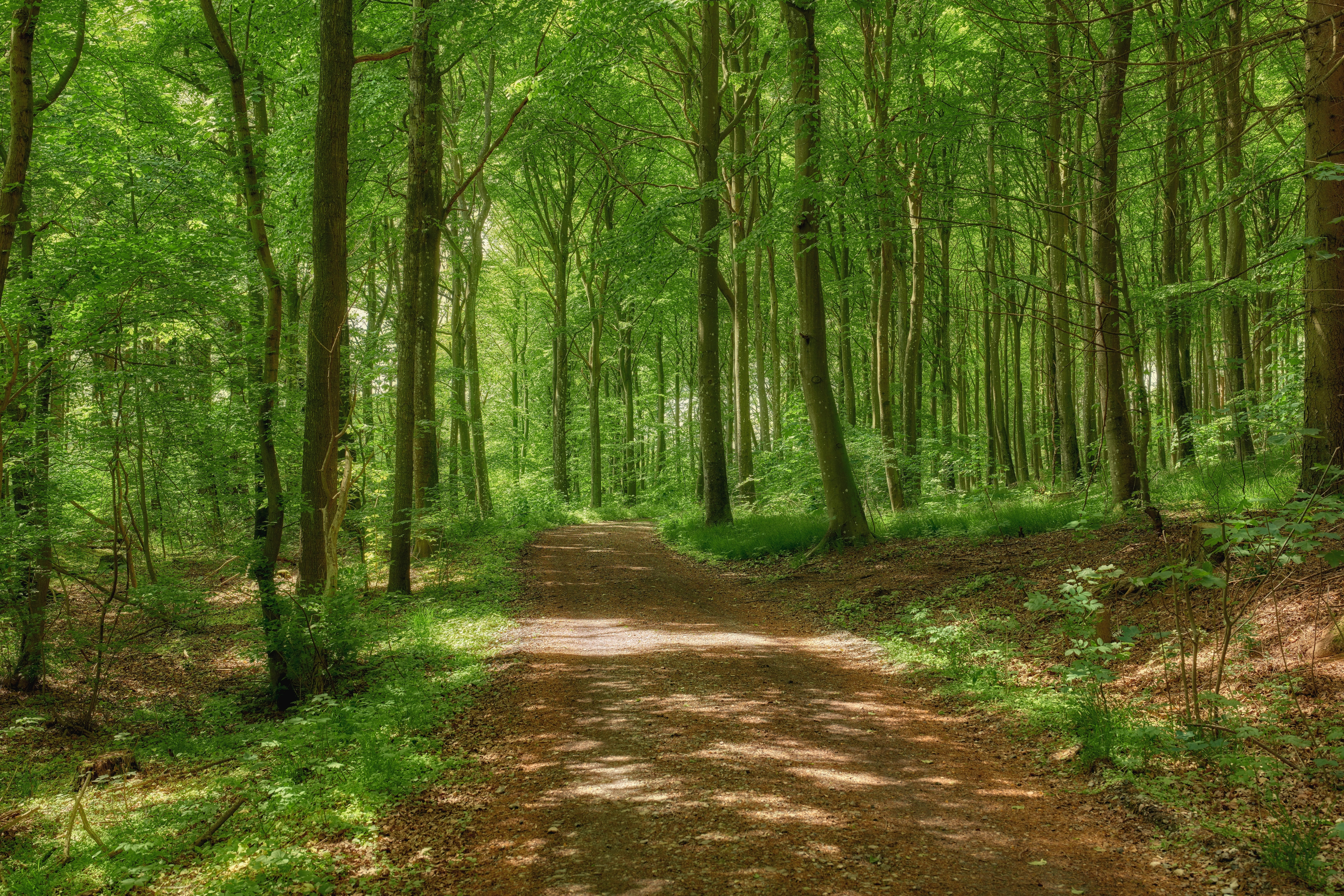A view looking down a dirt track in a forest where all the trees are covered in bright green foliage. 