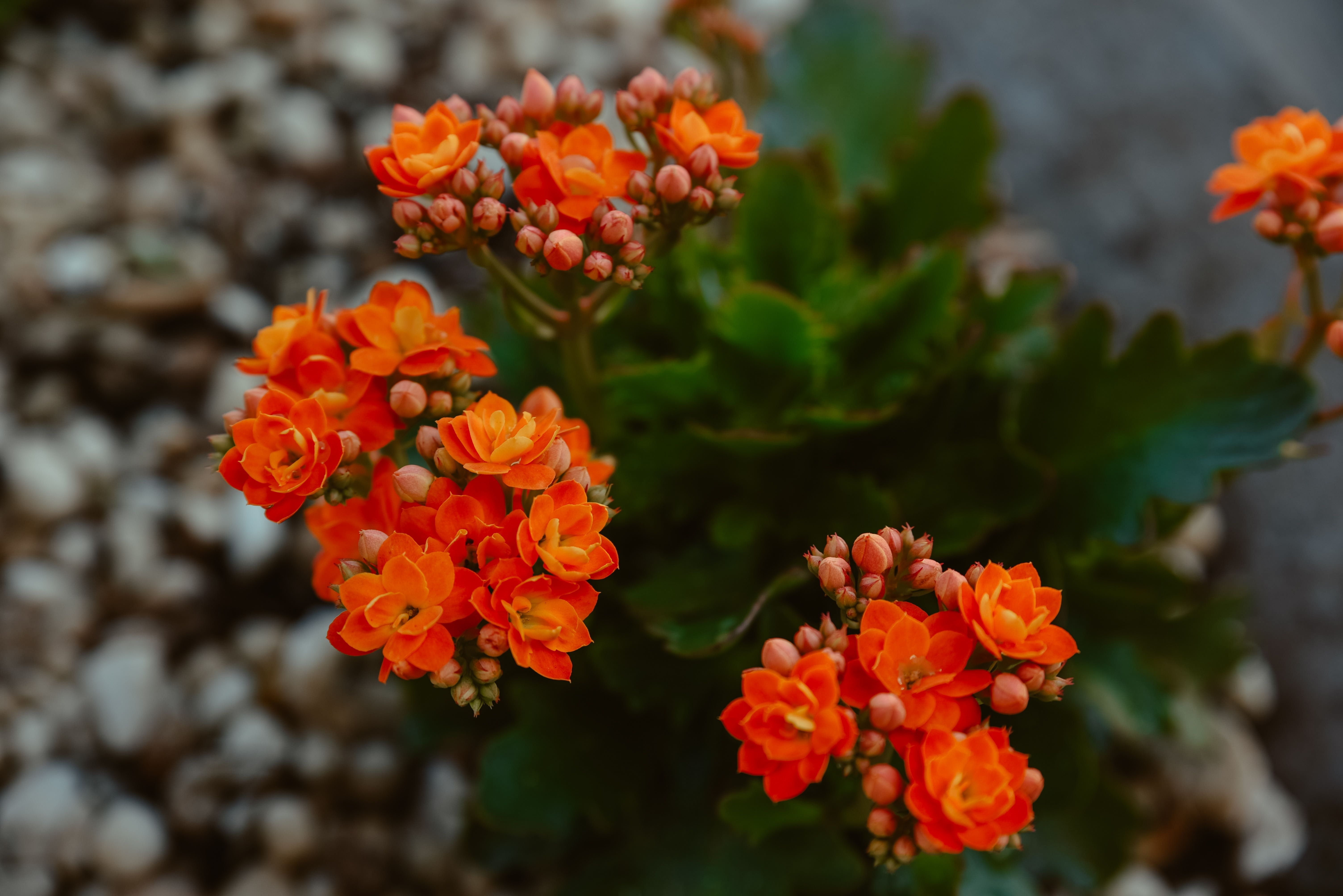A Kalanchoe plant with orange flowers.