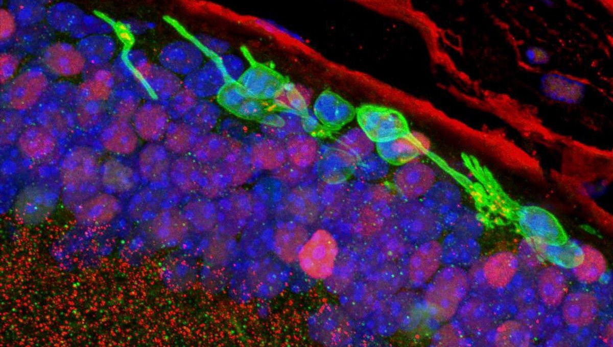 Retina Visual Nobel-Winning Technique Restores Some Vision In Patients With Genetic ...
