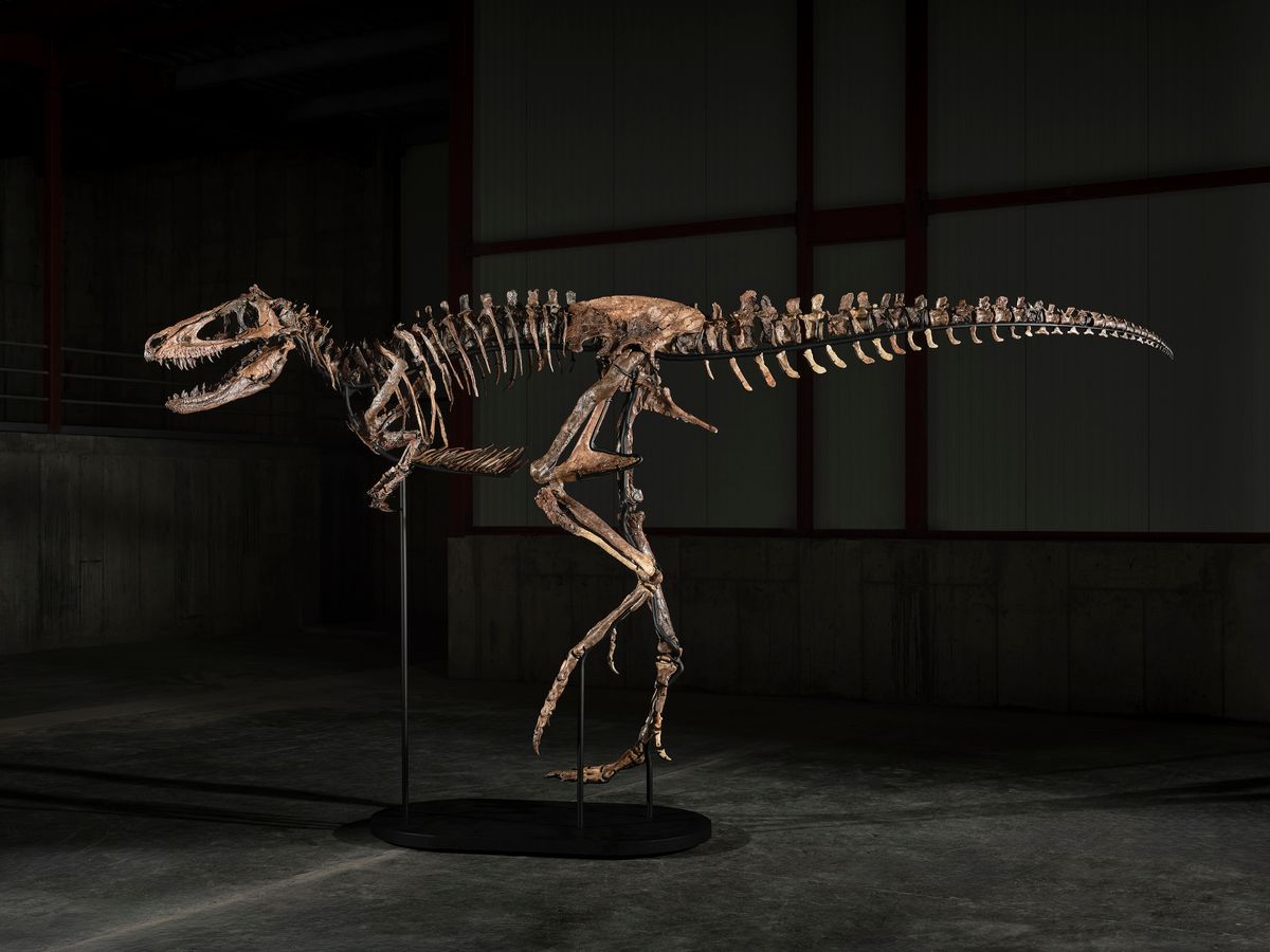 Incredibly Rare “Jodi” The Nanotyrannus At The Center Of Heated T. Rex Debate Goes Up For Auction At Sotheby’s