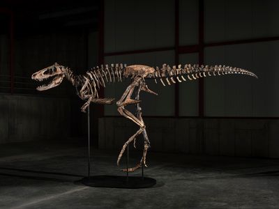 A large theropod dinosaur skeleton mounted as if it is walking.