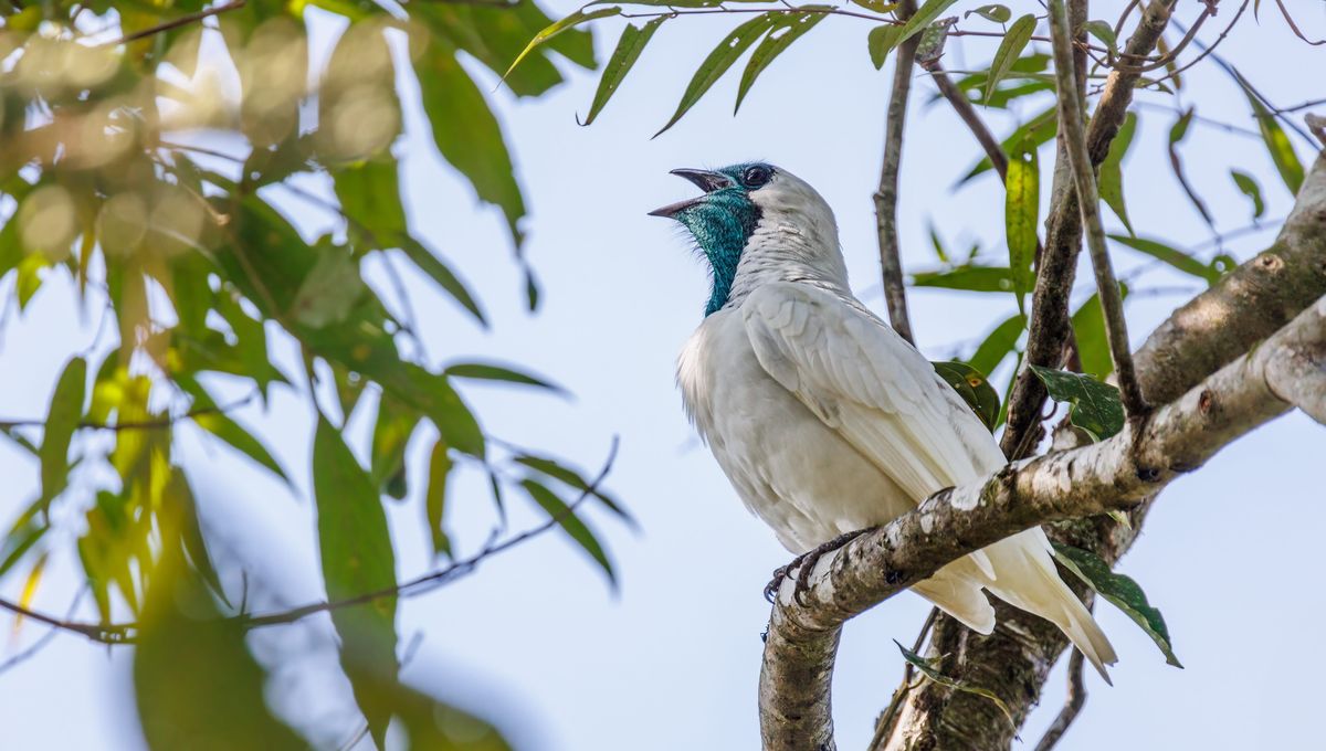 We Have Not 1 But 2 New Contestants For World's Loudest Bird, With Screeches As Loud As A Jackhammer