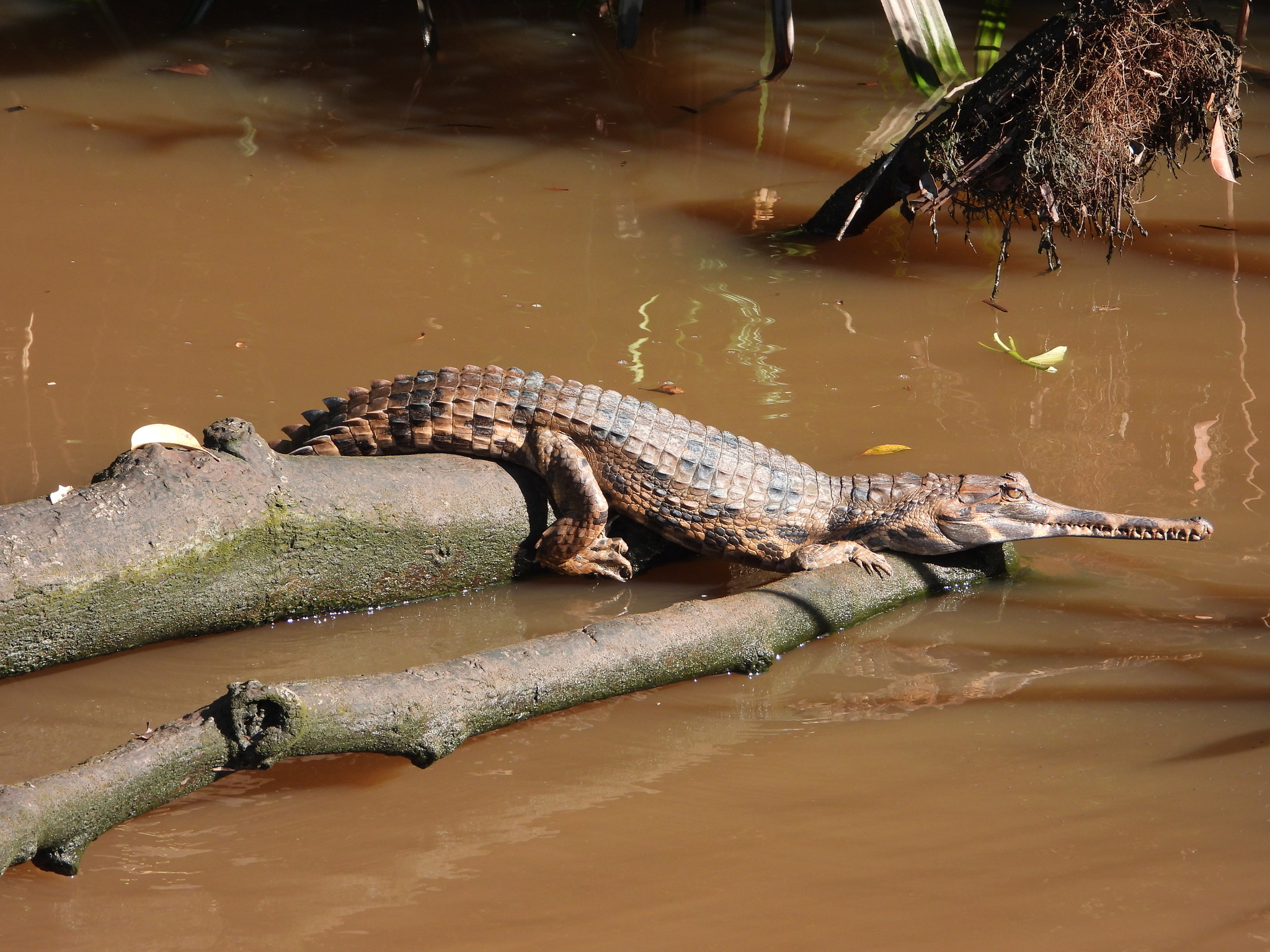 Tomistoma schlegelii, the 'false gavial'