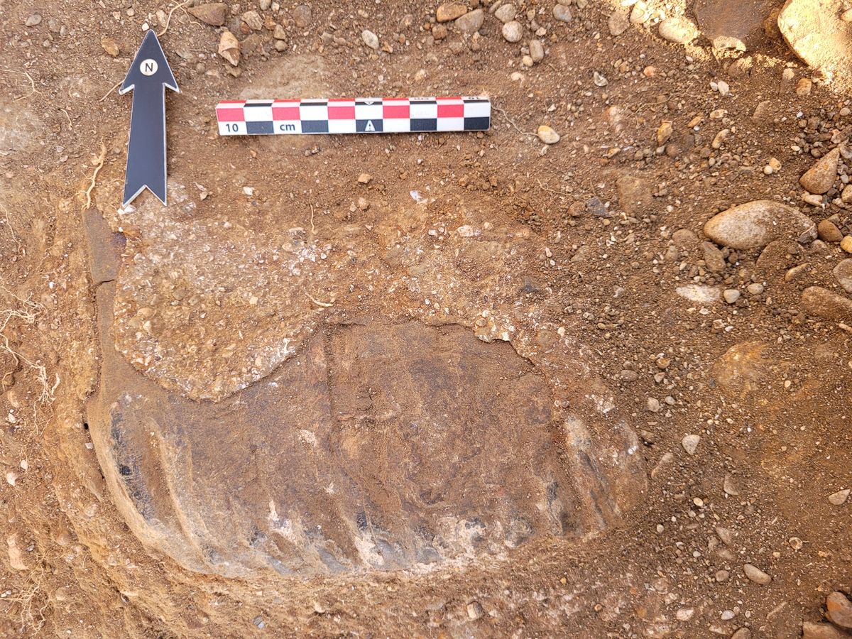 Human Ancestors Shared Their Migration Route Out Of Africa With Enormous Elephants 700,000 Years Ago
