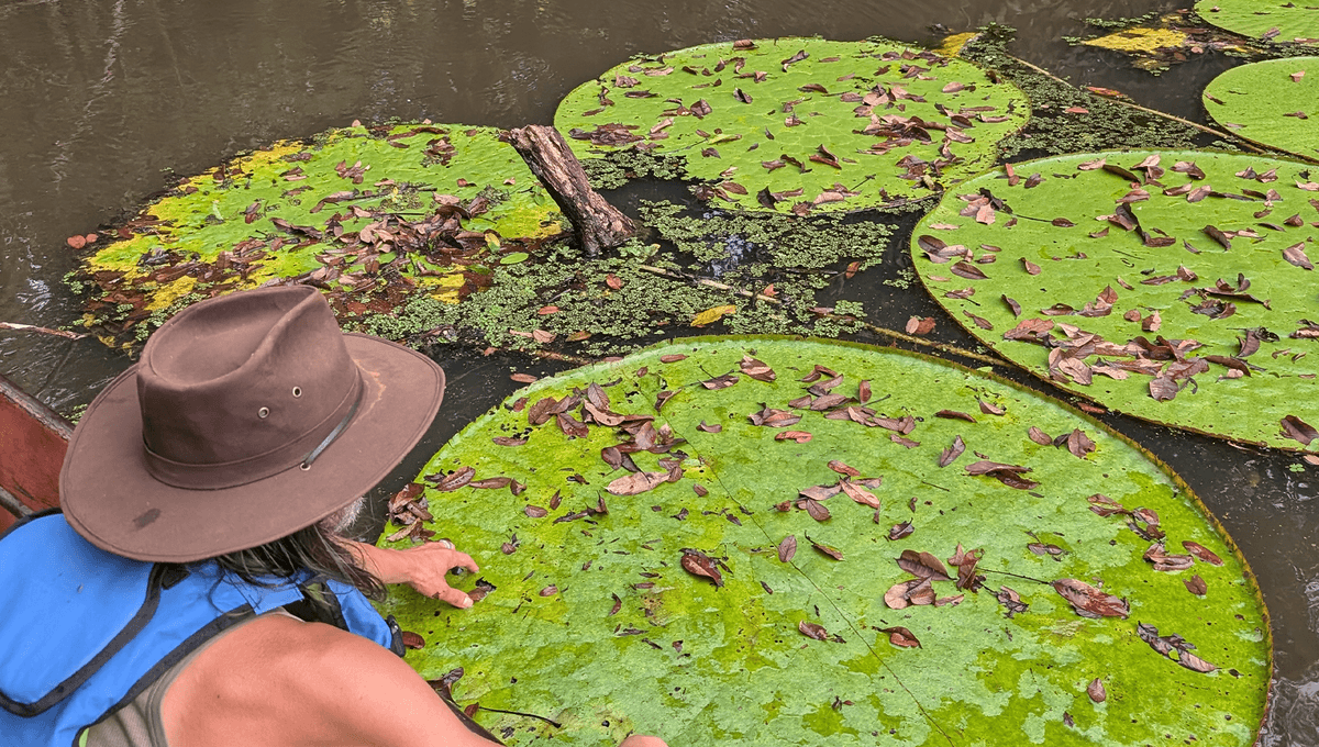 New Species Of Waterlily Discovered By Scrolling Instagram May Already Be Critically Endangered