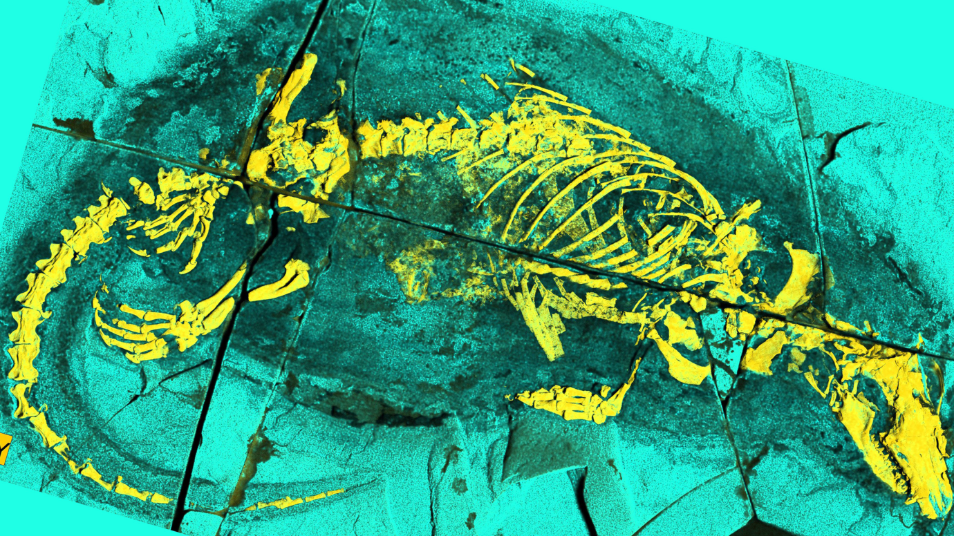 A picture of the Megacauda fossil, showing its bones in yellow and the rock slab in blue. Around the edge is the shadow of fur. A picture of the Megacauda fossil, showing its bones in yellow and the rock slab in blue. Around the edge is the shadow of fur.
