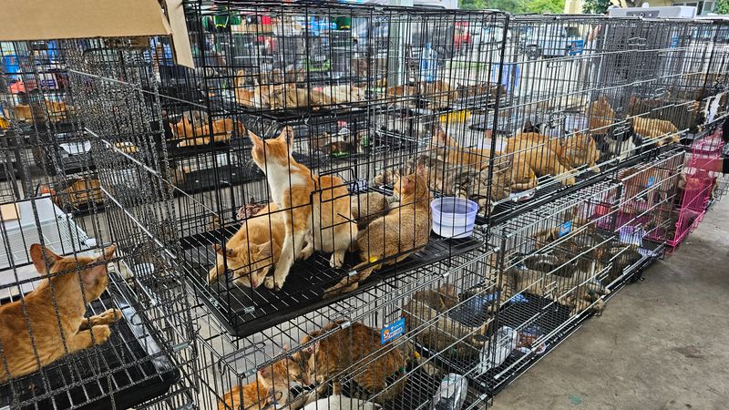 Hundreds of cats seized by police in Ho Chi Minh City in June 2026.