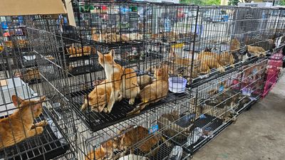 Hundreds of cats seized by police in Ho Chi Minh City in June 2026.