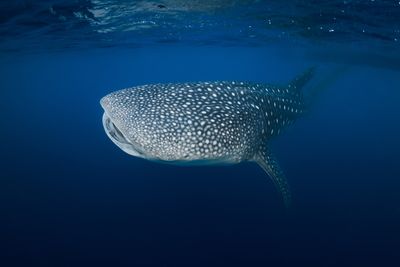 A huge whale shark swimming near the ocean surface.