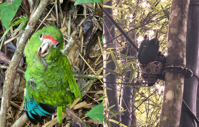The saved Puerto Rican parrot (left) and its close brush with death (right).
