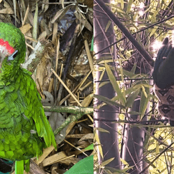 The saved Puerto Rican parrot (left) and its close brush with death (right).