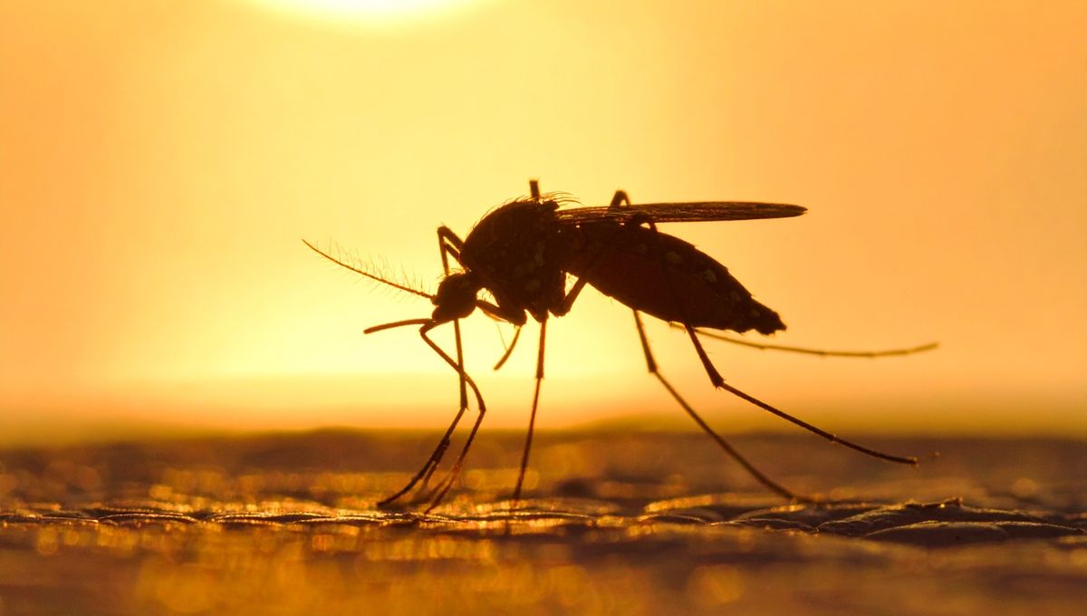 The Summer's Heat And Humidity Has Transformed Los Angeles Into A Mosquito Nightmare For Residents