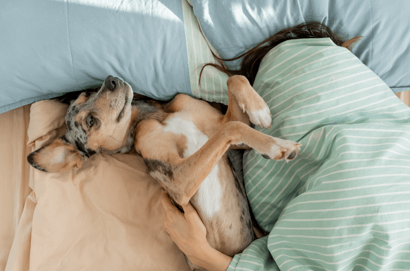 sleepy spotted Dog lies on bed under blanket with its owner, young woman is asleep. sleeping with pet in same bed. animal care, warm bed for pet. whippet is resting after walk.