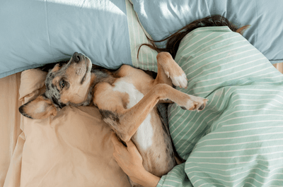 sleepy spotted Dog lies on bed under blanket with its owner, young woman is asleep. sleeping with pet in same bed. animal care, warm bed for pet. whippet is resting after walk.