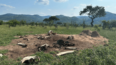 The site of an elephant's death. Bones lie in a barren patch of land, surrounded by grass.