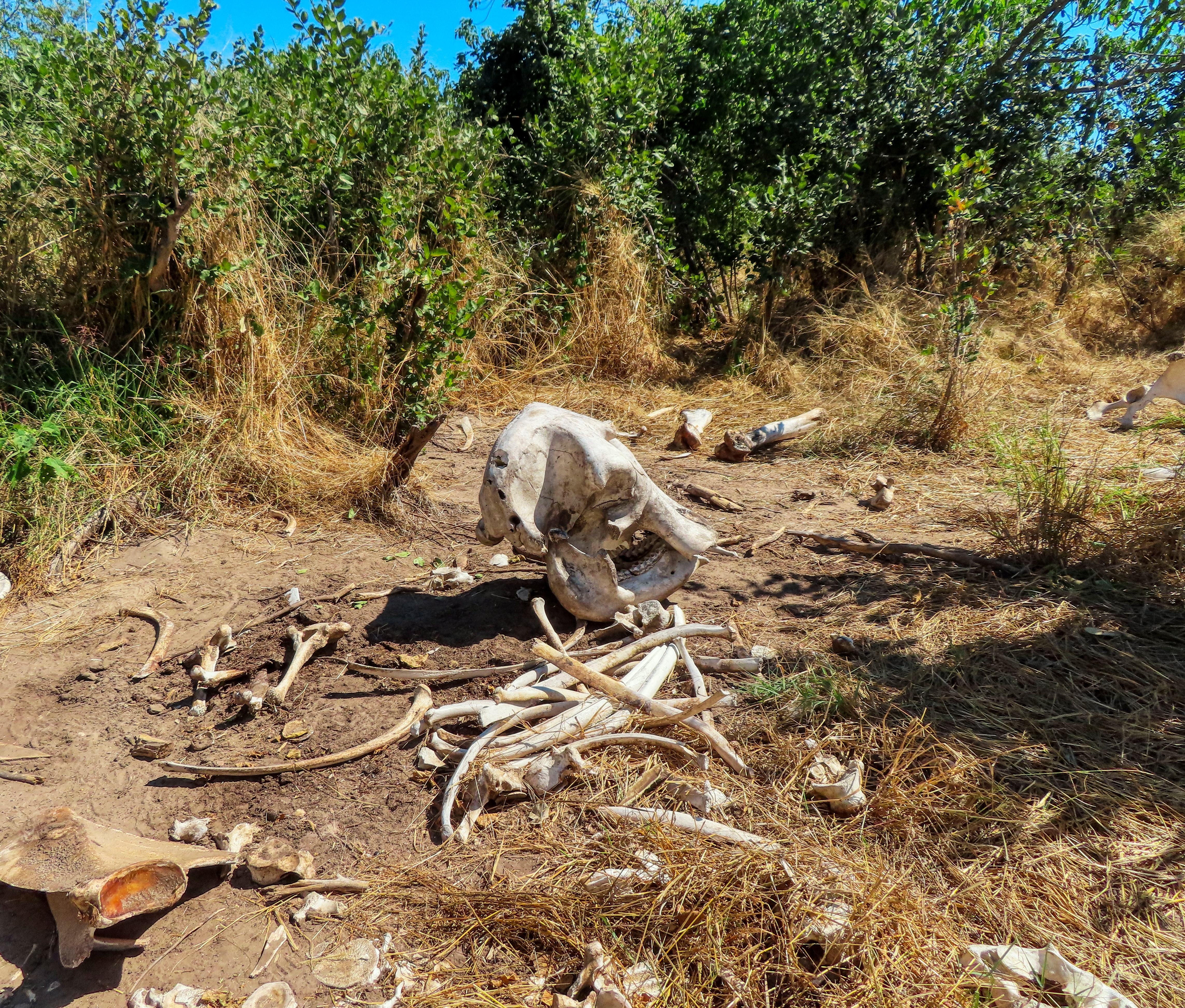 A pile of elephant bones in the bush. A pile of elephant bones in the bush.