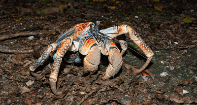 Coconut or robber crabs, Christmas Island