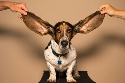 a dog with large floppy ears