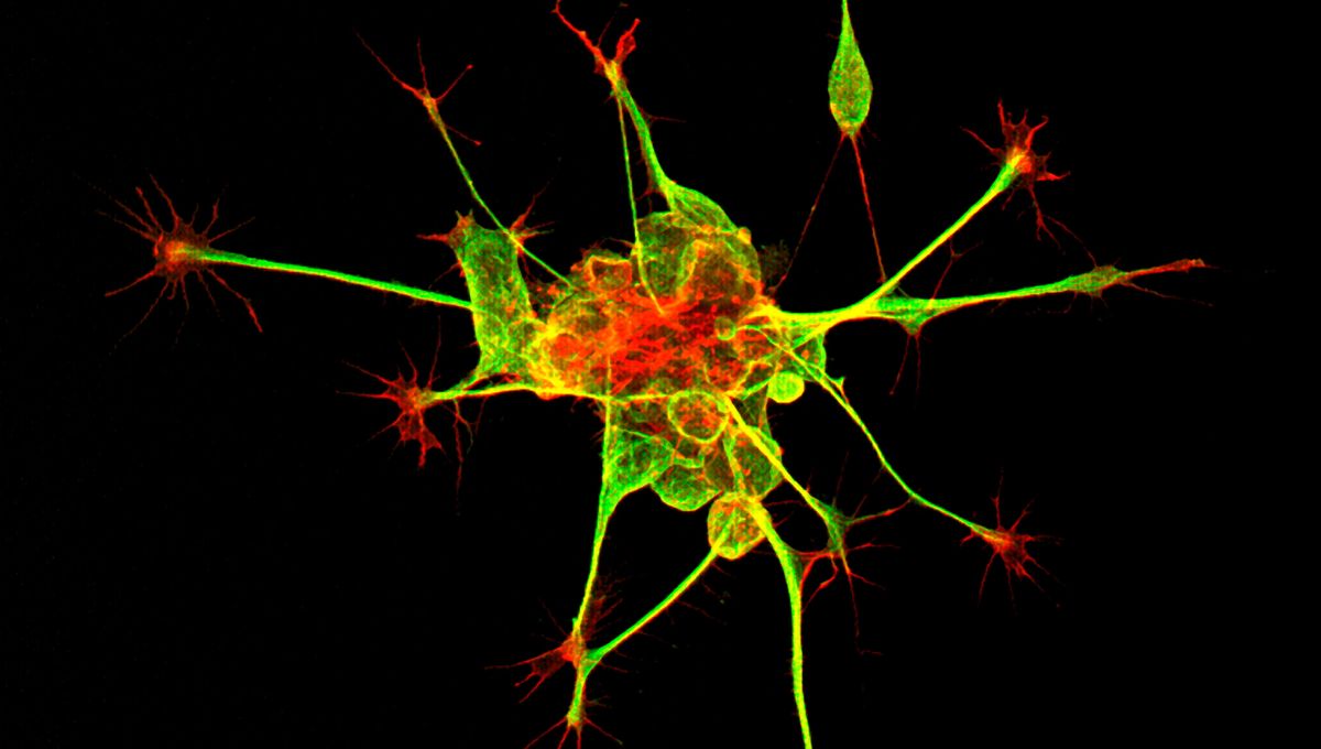 Tiny Human “Mini-Brains” That Can “Read” Braille Give Us A Glimpse Into The Future Of Biohybrid Computers