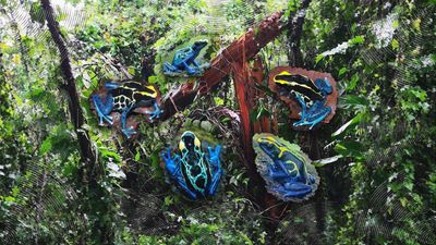 A collage of five brightly coloured poison dart frogs overlaid on a fallen tree in the rainforest.
