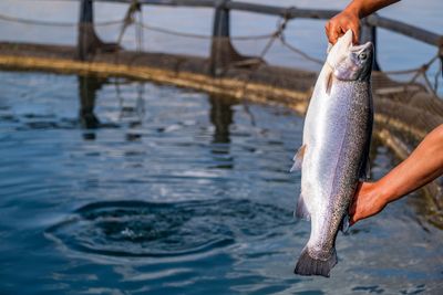 A person holding up a dead salmon with the fish pen in the background. 