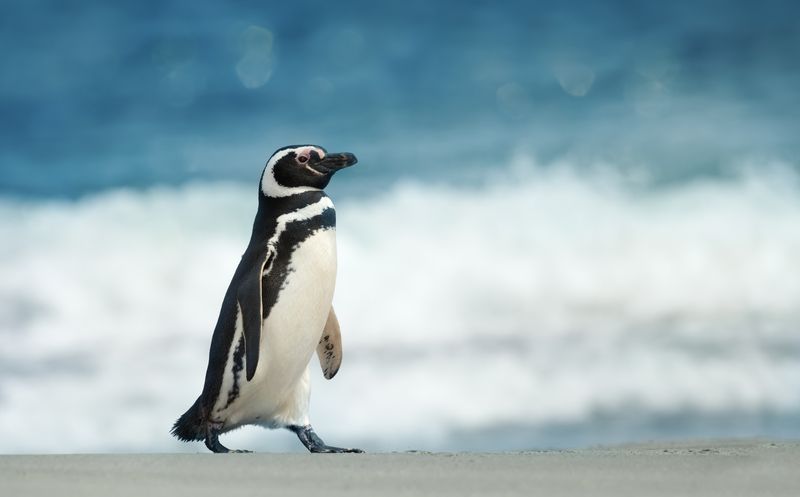 A Magellanic penguin striding across a beach.