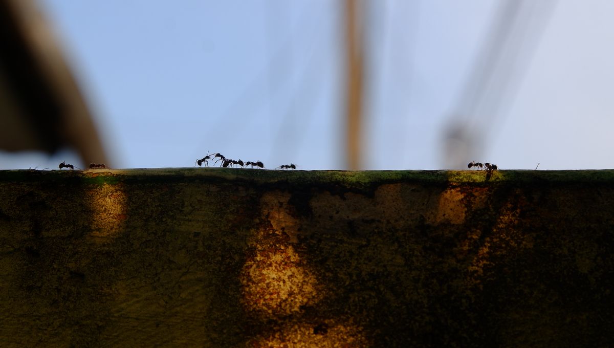 Supercolonies Of Ants In San Diego Are Locked In A Violent Forever War ...