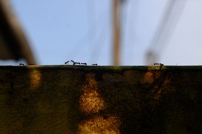 ants that walk and work together reach their destination. All insects are members of the Formicidae tribe, the Hymenoptera. Ants have more than 12,000 species.