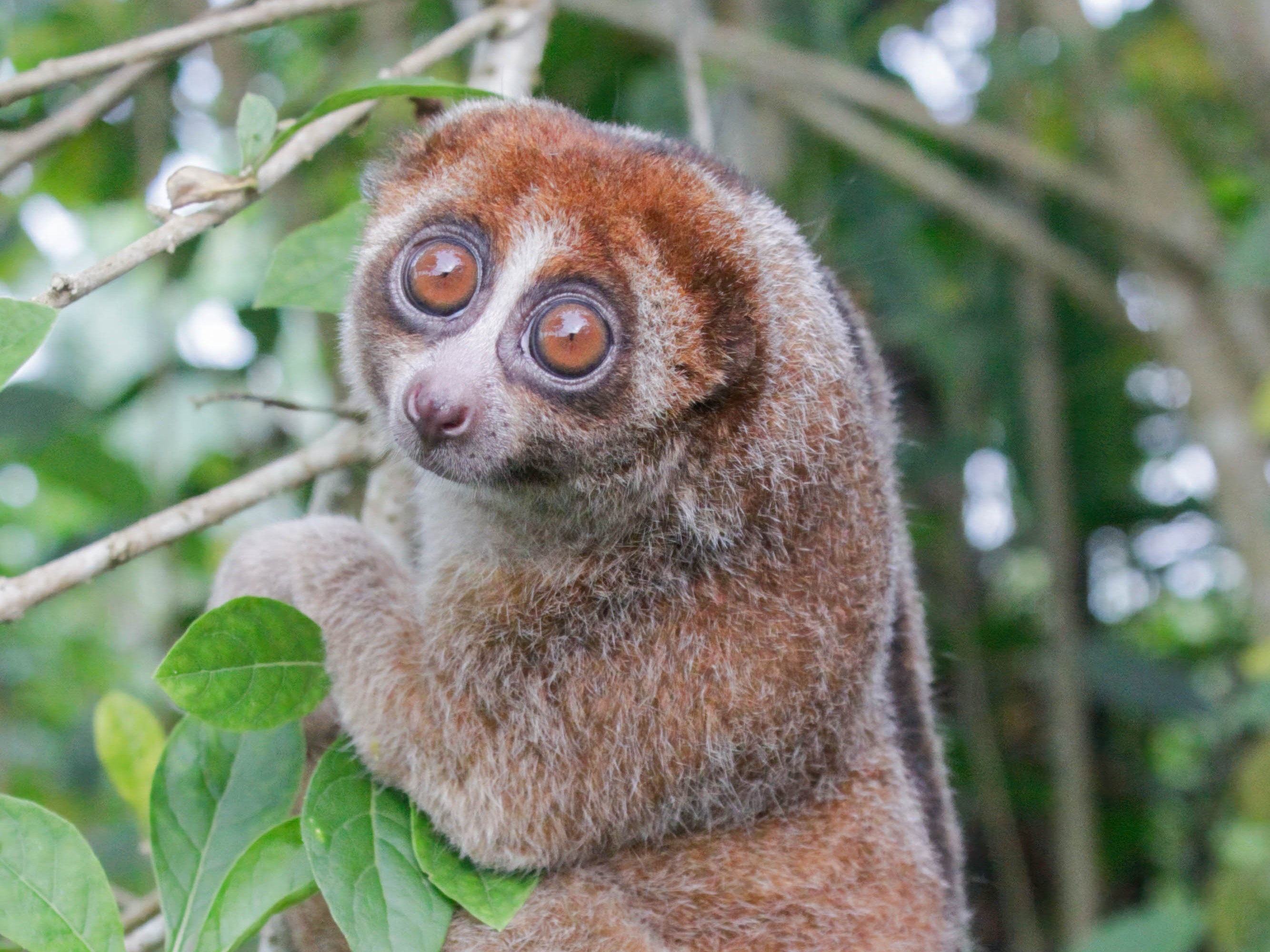 Adorable Slow Loris Not Officially Spotted Since 1937 Is Alive – 90 ...