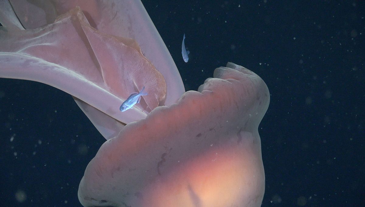 Want Some Deep-Sea Protection? Hire Yourself A Giant Phantom Jellyfish Body Guard