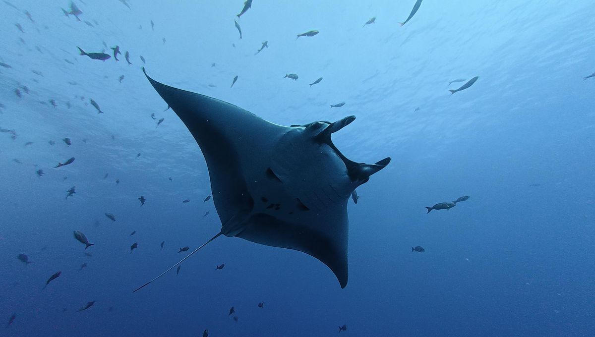 Baby Manta Rays Stick To The Coast Until They're Big Enough To Face The Open Ocean