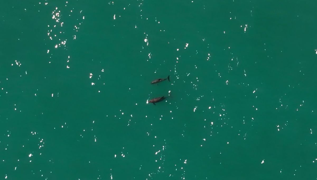 Loosening Fishing Regulations Might Be Nail In The Coffin For World's Most Endangered Marine Mammal