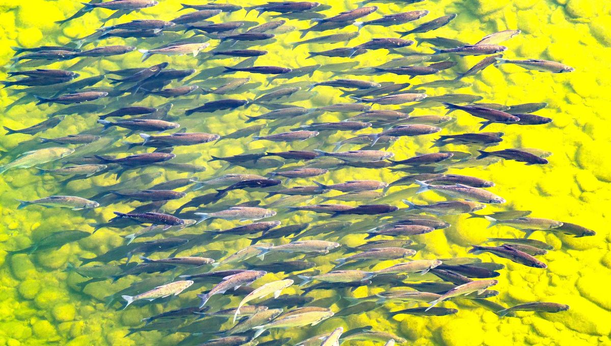 China Banned Fishing Across The Yangtze River. Just A Few Years On, The Recovery Is Remarkable