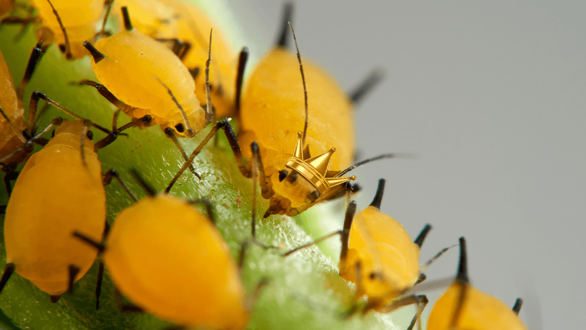 I Am Deeply Offended By Human Reproduction And I Think Aphids Have The Better System
