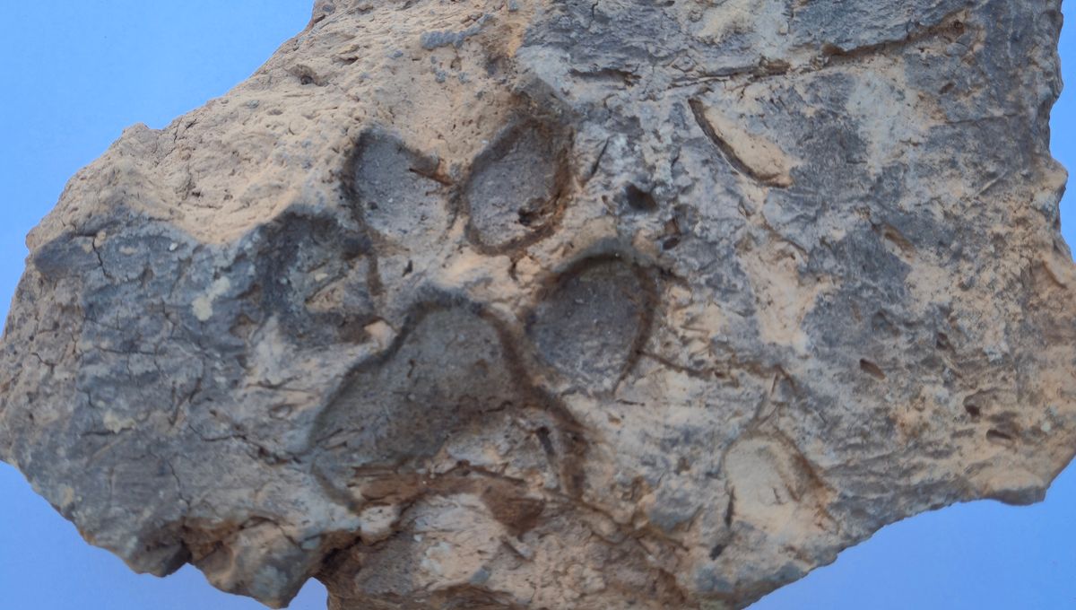 Over 4,000 Years Ago, A Dog Left Its Paw Print In This House Brick Found In Turkey