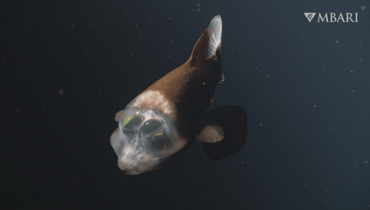 Deep-Sea Weirdo Klaxon! Barreleye Fish With A See-Through Head And Giant Googly Eyes Makes A Rare Appearance Off Monterey Bay