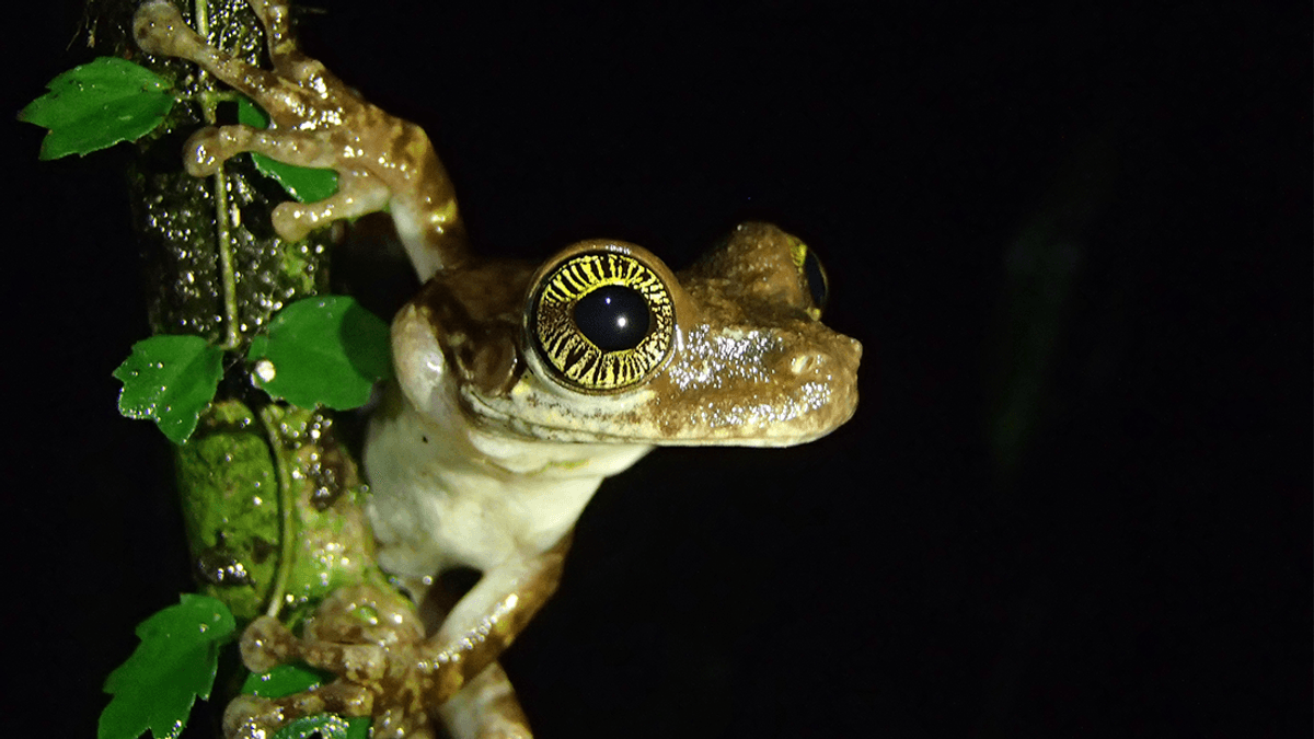These Frogs Have Dazzling Golden Eyes That Are So Unique, They Can Be Used To Identify Them Like Fingerprints