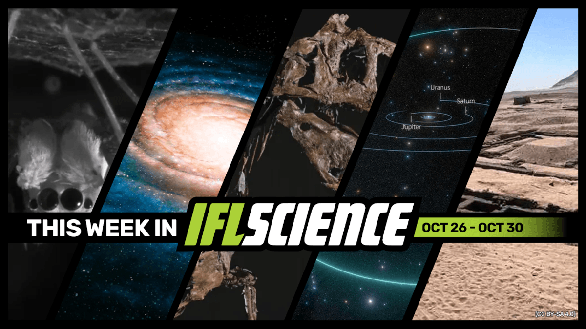 Scientists Confirm "Spiders Do Sleep" For The First Time, Ancient Egypt’s First Female King Finally Recognized, And Much More This Week
